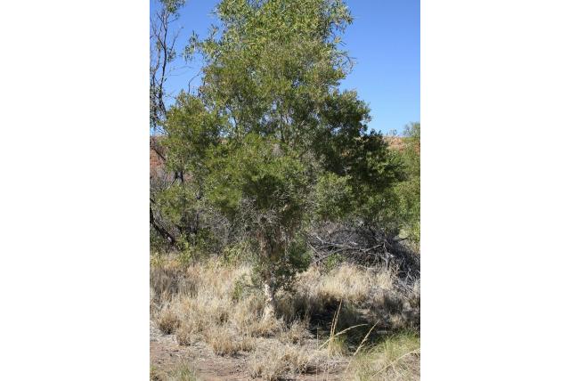Wollige meeldraden Eucalyptus