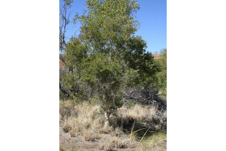 Melaleuca lasiandra -20044