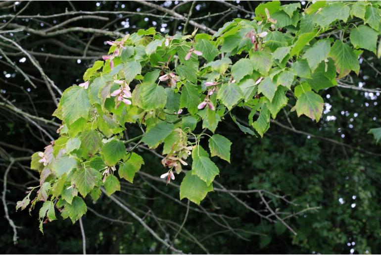 Acer capillipes -20047