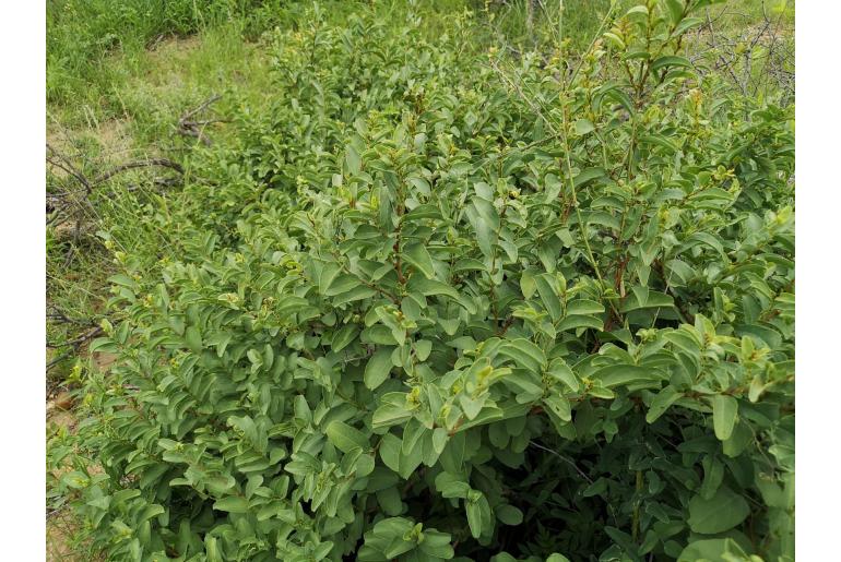 Cissus cornifolia -20060