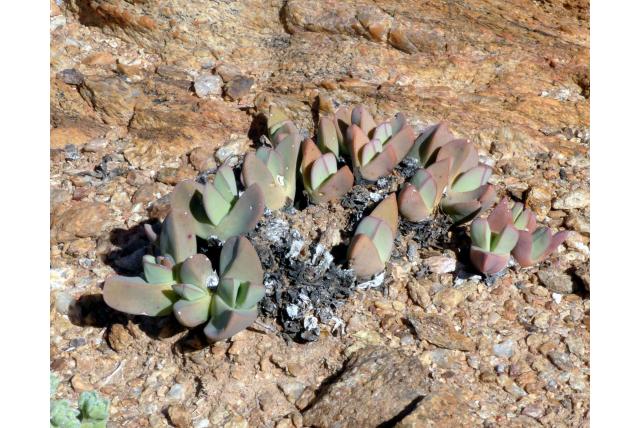 Herre's conophytum