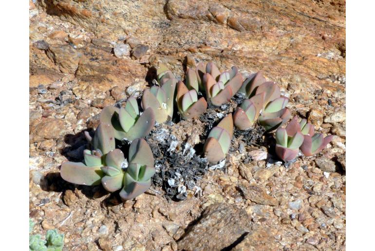Conophytum herreanthus 20061