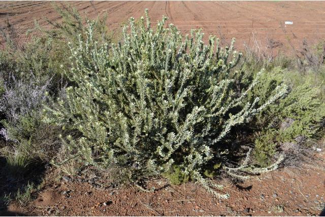 Geïsoleerde leucadendron