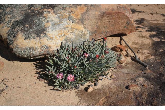 Tweekleurige bloem ruschia