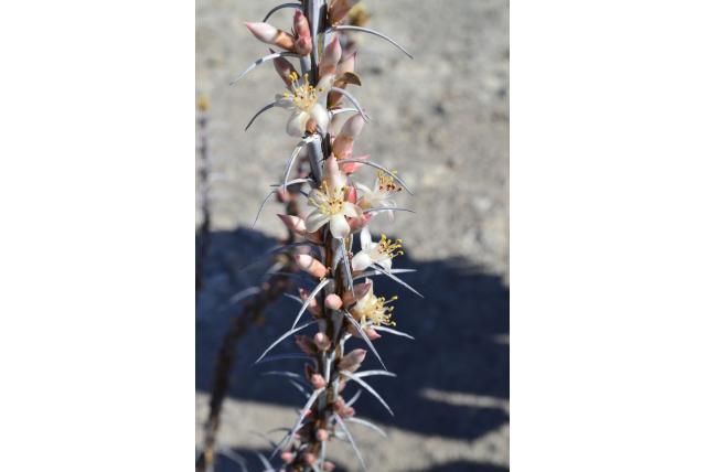 Shreve's fouquieria