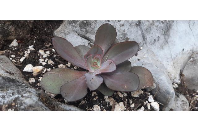 Echeveria met rode randen