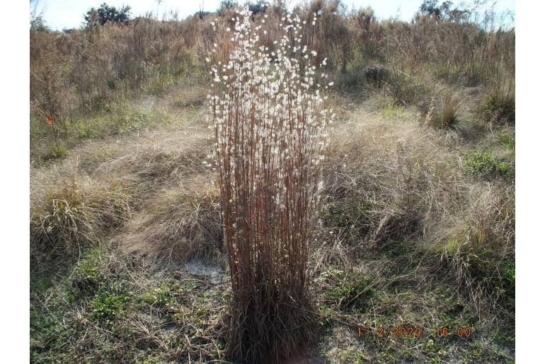 Anatherum ternarium Anatherum ternarium -20086