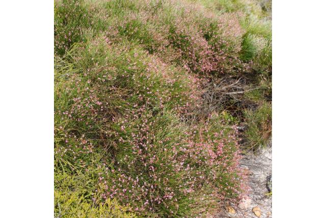 Thesium-achtige jacksonia Thesium-achtige jacksonia