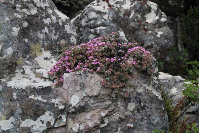 Piketberg oscularia