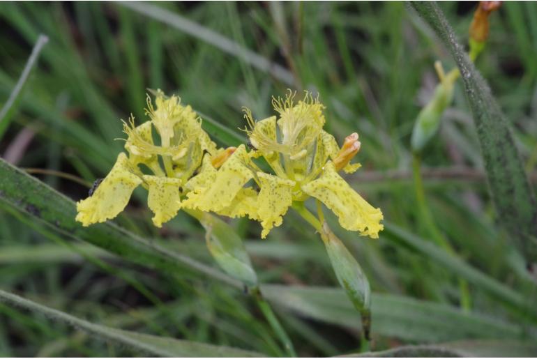 Ferraria welwitschii -20117