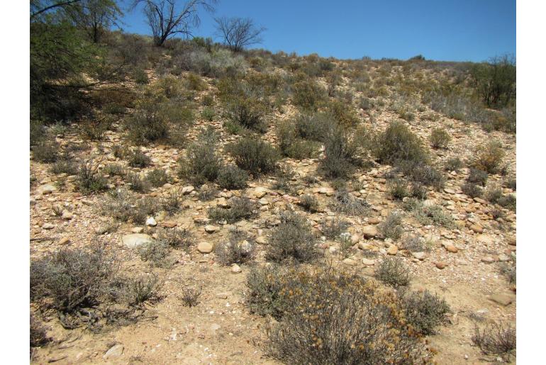 Pteronia succulenta 20121