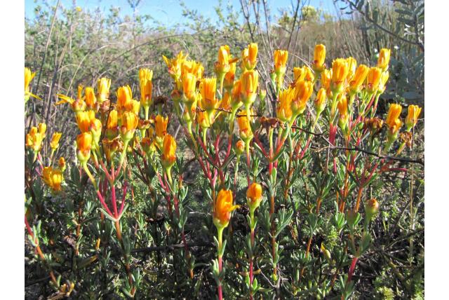 Stanford lampranthus Stanford lampranthus