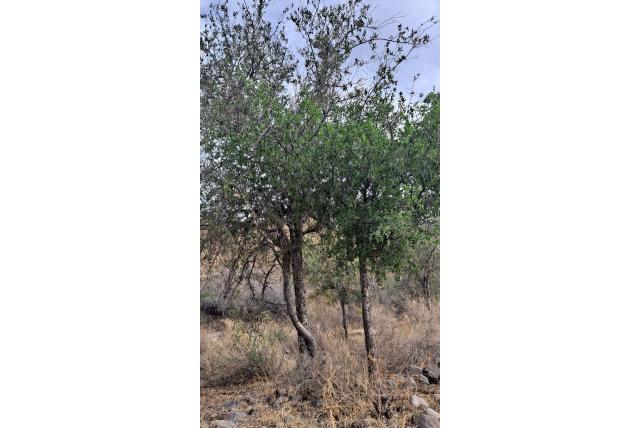 Netleaf hackberry