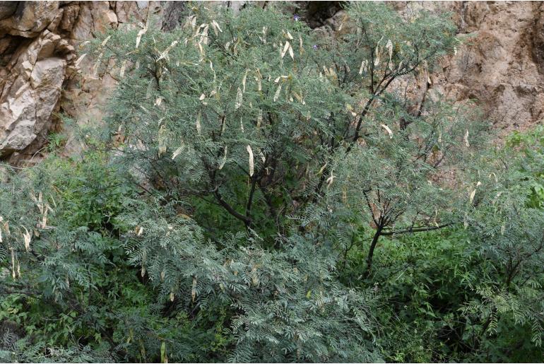 Mariosousa millefolia 20153