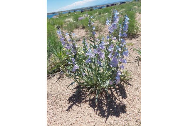 Smalbladige penstemon