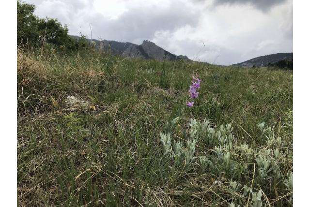 Zijbellen penstemon