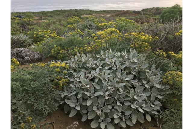 St. Nicholas wild buckwheat