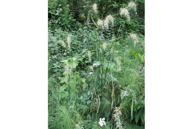 Californische elymus