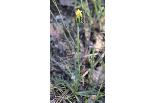 Sylvan Schorzonella