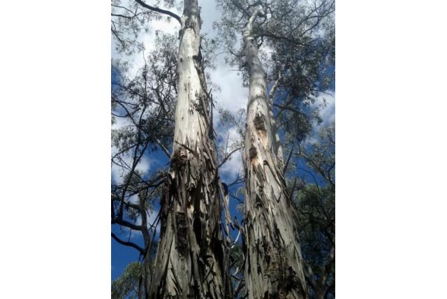 Richard Dalrymple Hay Eucalyptus Richard Dalrymple Hay Eucalyptus