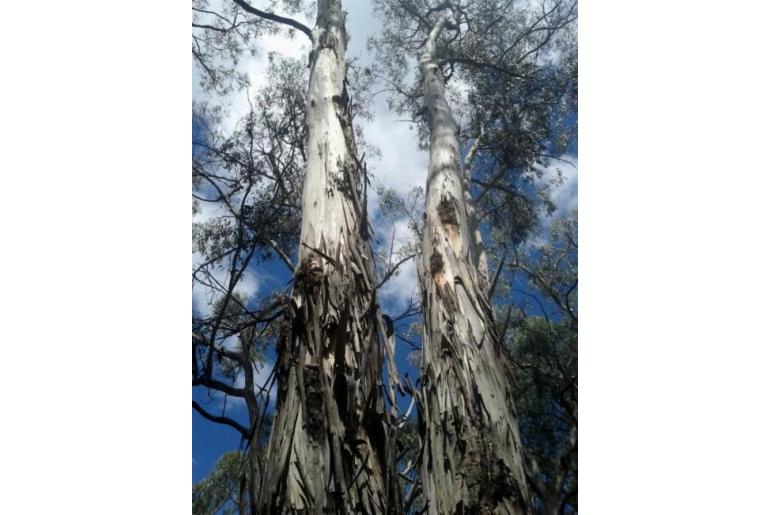 Eucalyptus dalrympleana ssp heptantha 20227
