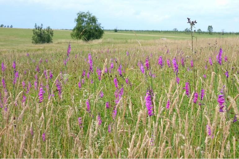 Gladiolus imbricatus 20229