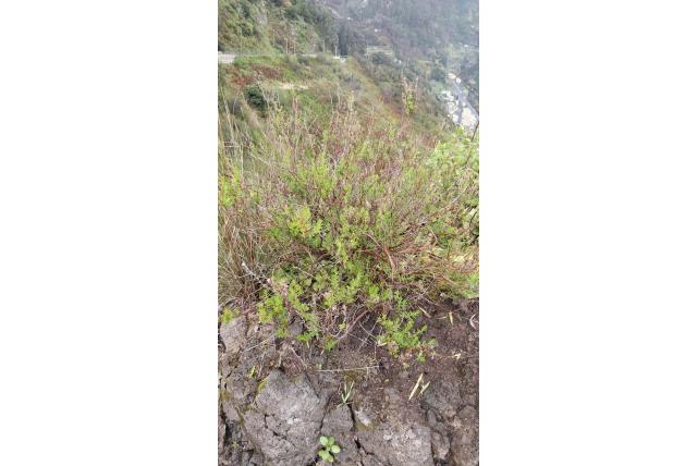Madeira Micromeria
