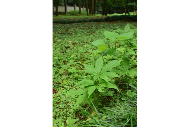 Chinese Groene draak