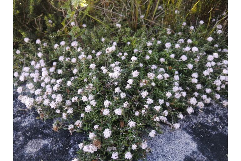 Stoebe prostrata 20252