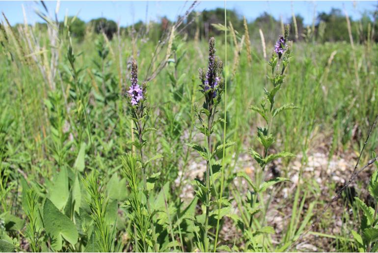 Verbena stricta -20258