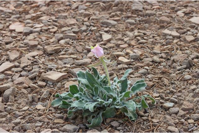 Navajo teunisbloem