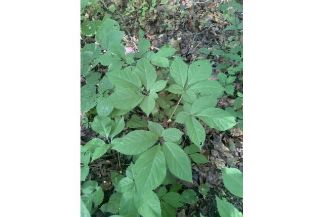 Amerikaanse ginseng