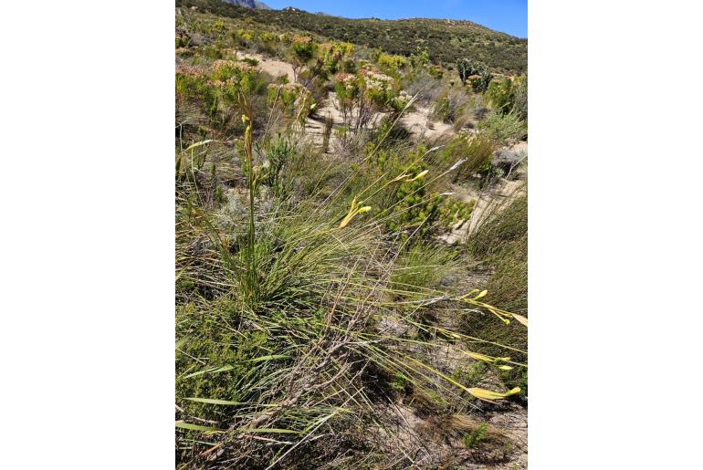 Bobartia gladiata ssp teres -20298