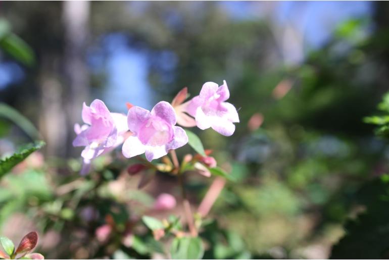 Abelia 'Edward Goucher' -22633