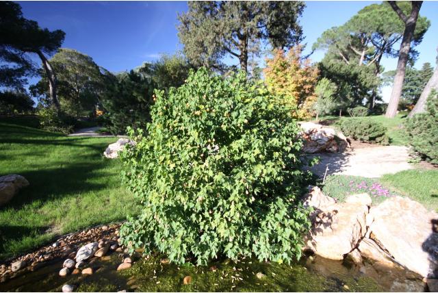 Rood-bloeiende kaasjeskruid Rood-bloeiende kaasjeskruid