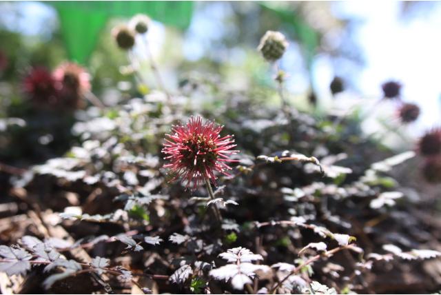 Klein blad stekelnootje 'Kupferteppich'