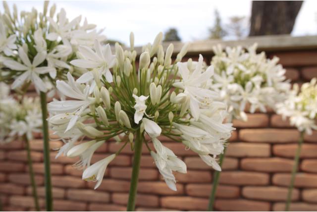 Afrikaanse lelie 'Albus'