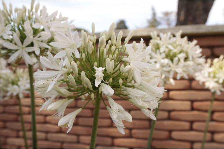 Agapanthus africanus 'Albus' Agapanthus africanus 'Albus' -22018
