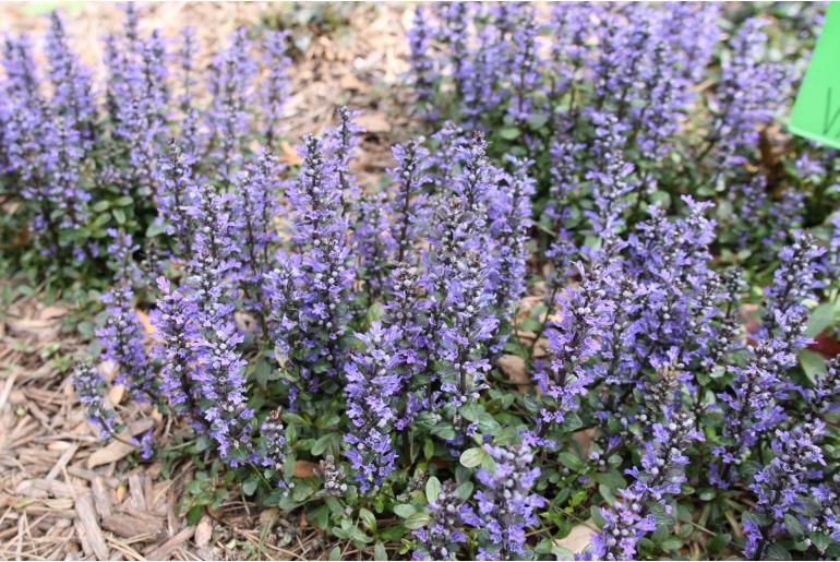 Ajuga tenorei 'Valfredda' Ajuga tenorei 'Valfredda' -22025
