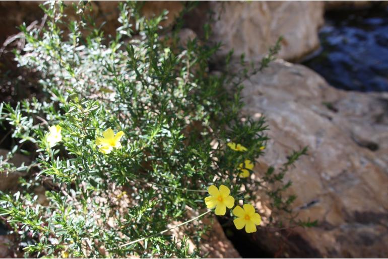 Alpinia mutica Alpinia mutica -22966