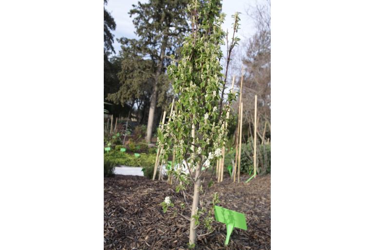 Amelanchier alnifolia 'Obelisk' Amelanchier alnifolia 'Obelisk' -22362