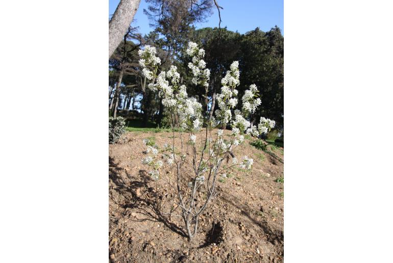 Amelanchier laevis 'Snow Cloud' Amelanchier laevis 'Snow Cloud' -22462