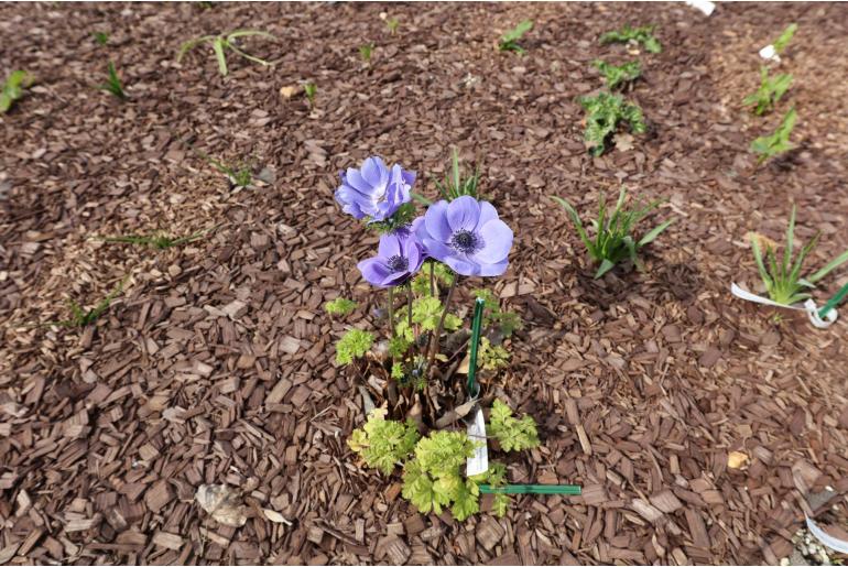Anemone coronaria 'De Caen' Anemone coronaria 'De Caen' -22895