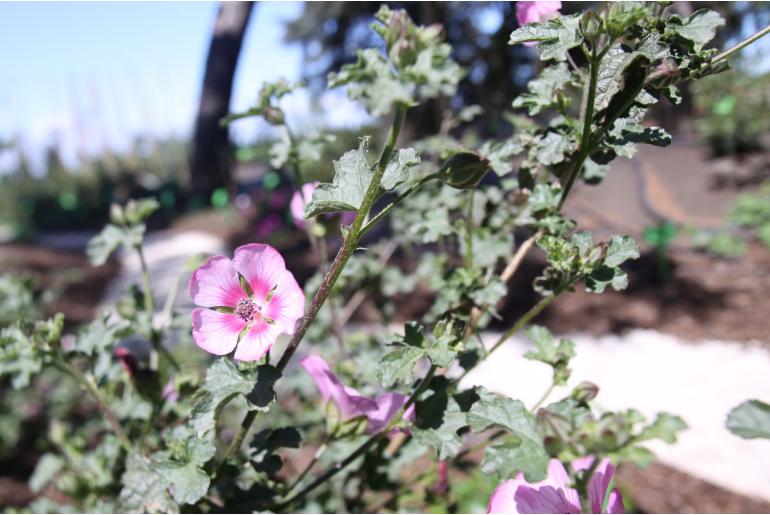 Anisodontea 'Cristal Rose' Anisodontea 'Cristal Rose' -22464