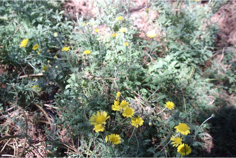 Anthemis carpatica 'Karpatenschnee' Anthemis carpatica 'Karpatenschnee' -22039