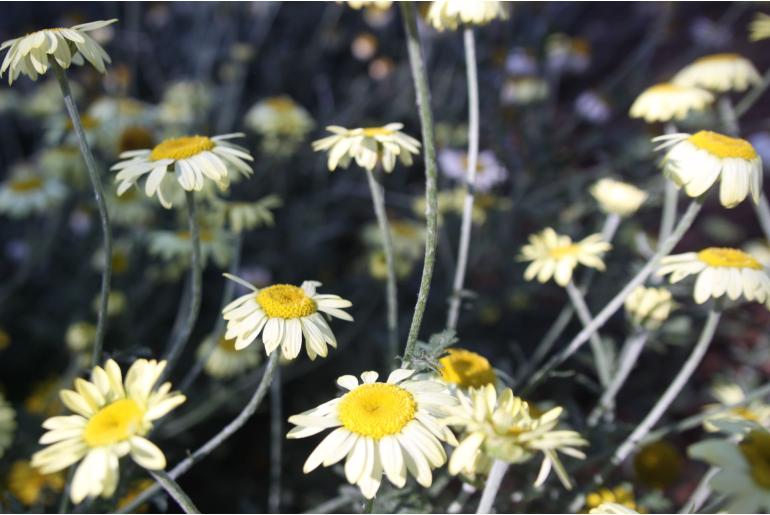 Anthemis hybrida 'E C Buxton' Anthemis hybrida 'E C Buxton' -22040