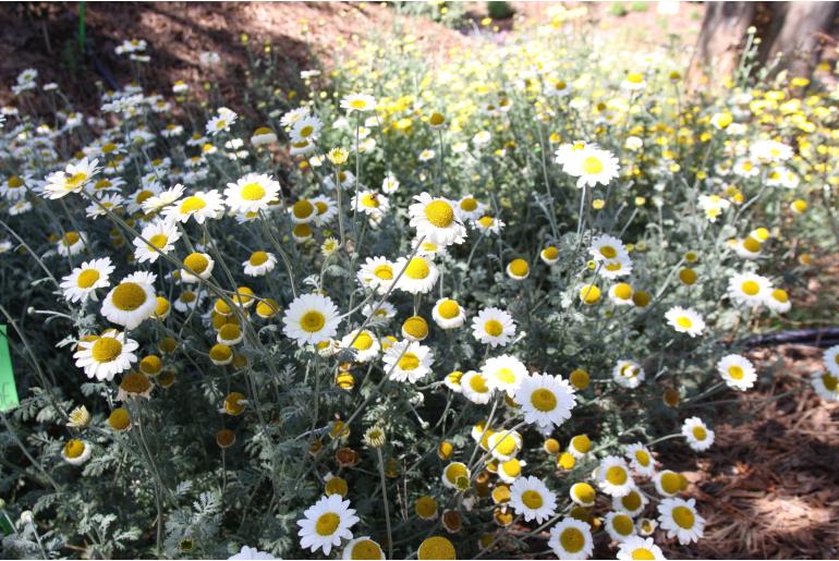 Anthemis hybrida 'Sauce Hollandaise' Anthemis hybrida 'Sauce Hollandaise' -22041