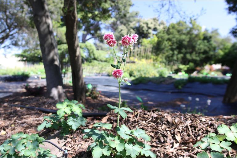 Aquilegia vulgaris 'Nora Barlow' Aquilegia vulgaris 'Nora Barlow' -22045