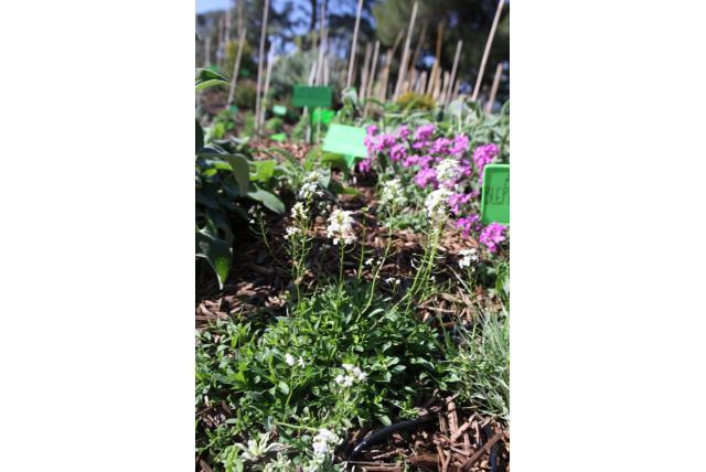 Rijstebrij Rijstebrij