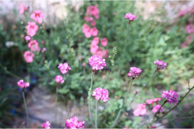 Engels gras 'Rubrifolia'